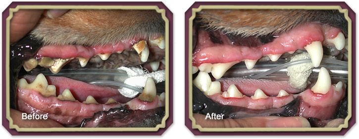 Dental Before and After Cleaning