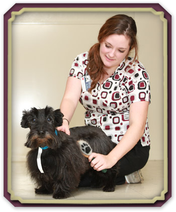 Dermatology for dogs and cats