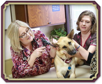 Wellness Care for Pets